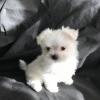 Puppies for sale France, Marseille Maltese