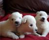 Puppies for sale Spain, Malaga Samoyed dog (Samoyed)