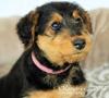 Puppies for sale Russia, Astrakhan Airedale