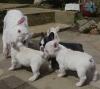 Puppies for sale Spain, Zaragoza French Bulldog