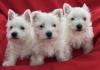 Puppies for sale Lithuania, Kelme West Highland White Terrier