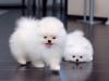 Puppies for sale Belgium, Gant , Pomeranian