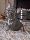 Puppies for sale Czech Republic, Prague French Bulldog