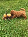 Puppies for sale Netherlands, Harlem Toy-poodle