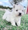 Puppies for sale Germany, Munich West Highland White Terrier