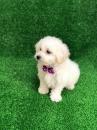 Puppies for sale Cyprus, Nicosia Maltese