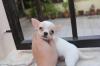 Puppies for sale Germany, Weimar Chihuahua