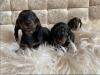 Puppies for sale Cyprus, Ayia Napa Dachshund