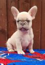 Puppies for sale Sweden, Malmo French Bulldog