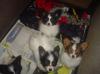 Puppies for sale Denmark, Kopenagen Papillon and Phalene