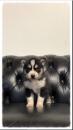Puppies for sale Malta, Valletta Other breed, SIBERIAN HUSKY