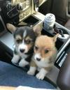 Puppies for sale Finland, Rovaniemi Other breed, PEMBROKE WELSH CORGI