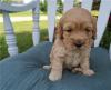 Puppies for sale Belgium, Antwerp , Cockapoo