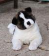 Puppies for sale Spain, Bilbao Akita