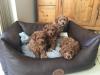 Puppies for sale Luxembourg, Luxembourg Toy-poodle