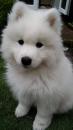 Puppies for sale Netherlands, Rotterdam Samoyed dog (Samoyed)