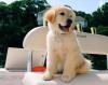 Puppies for sale Spain, Murcia Golden Retriever