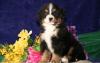 Puppies for sale Germany, Freiburg Bernese Mountain Dog