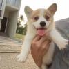 Puppies for sale Spain, Granada , Pembroke Welsh Corgi