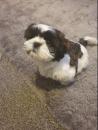 Puppies for sale Denmark, Odense Shih Tzu