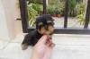 Puppies for sale Germany, Weimar Yorkshire Terrier