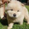 Puppies for sale Ireland, Dublin Chow Chow