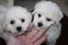 Puppies for sale Spain, Cordoba Bichon