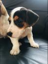 Puppies for sale Netherlands, Amsterdam Jack Russell Terrier
