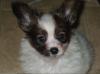 Puppies for sale Germany, Dusseldorf Papillon and Phalene