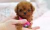 Puppies for sale Germany, Weimar Toy-poodle