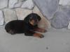 Puppies for sale Germany, Weimar German Shepherd Dog