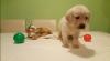 Puppies for sale Netherlands, Arnhem Labrador Retriever