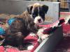Puppies for sale Lithuania, Palanga Boxer