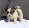 Puppies for sale Greece, Athens Papillon and Phalene