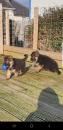 Puppies for sale France, Strasbourg German Dog