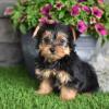 Puppies for sale United Kingdom, Cardiff Yorkshire Terrier