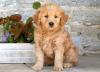 Puppies for sale Spain, Navarra , Goldendoodle