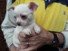 Puppies for sale Spain, Santander Chihuahua