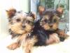 Puppies for sale Germany, Karlstadt Yorkshire Terrier