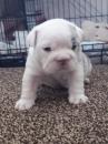 Buy a dog USA, Texas, Dallas English Bulldog