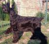 Продам щенка Slovenia, Novi Sad Other breed, Great schnauzer