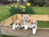 Puppies for sale Belgium, Brussels Other breed, PEMBROKE WELSH CORGI