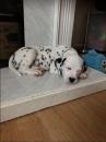 Puppies for sale Spain, Madrid Dalmatian