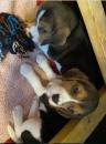Puppies for sale Cyprus, Ayia Napa Beagle