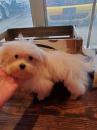 Puppies for sale Belgium, Bruges Maltese