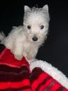 Puppies for sale France, Lion West Highland White Terrier
