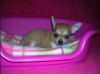 Puppies for sale Cyprus, Limassol Chihuahua