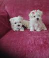 Puppies for sale Sweden, Helsingborg Maltese