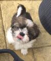 Puppies for sale Netherlands, Enschede Shih Tzu