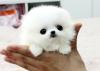 Puppies for sale Finland, Rovaniemi Pomeranian Spitz